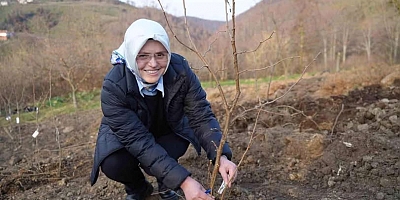 Fındık Verimini Arttıracak Proje